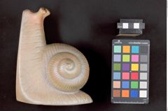 Foto einer Buchstütze in Schneckenform (NHMW-ZOO-MO-0081100-ETH-041)